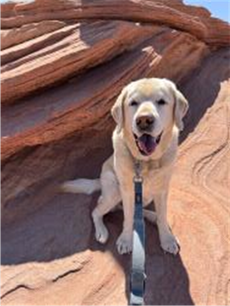 /Images/uploads/The Santa Fe New Mexican/santafepetcontest/entries/33945.jpg